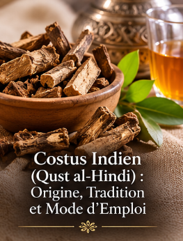 Costus Indien (Qust al-Hindi) : Origine, Tradition et Mode d’Emploi